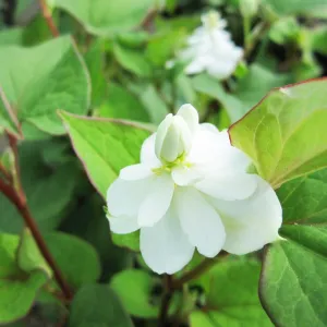 Houttuynia Cordata Plena Aquatic Pond Plant - Chameleon Plant