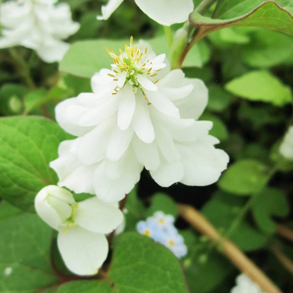 Houttuynia Cordata Plena Aquatic Pond Plant - Chameleon Plant