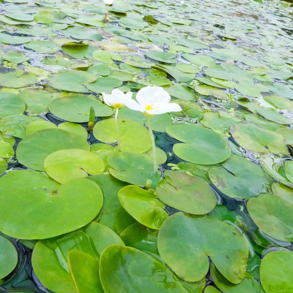 Hydrocharis Morsus Ranae Aquatic Pond Plant - Frogbit