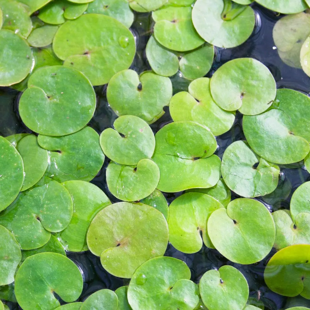 Hydrocharis Morsus Ranae Aquatic Pond Plant - Frogbit