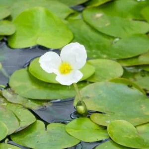 Hydrocharis Morsus Ranae Aquatic Pond Plant - Frogbit