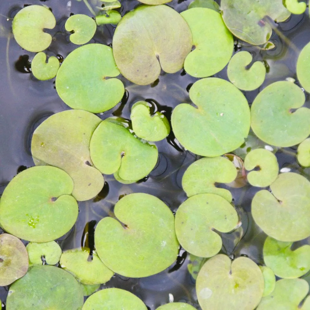 Hydrocharis Morsus Ranae Aquatic Pond Plant - Frogbit