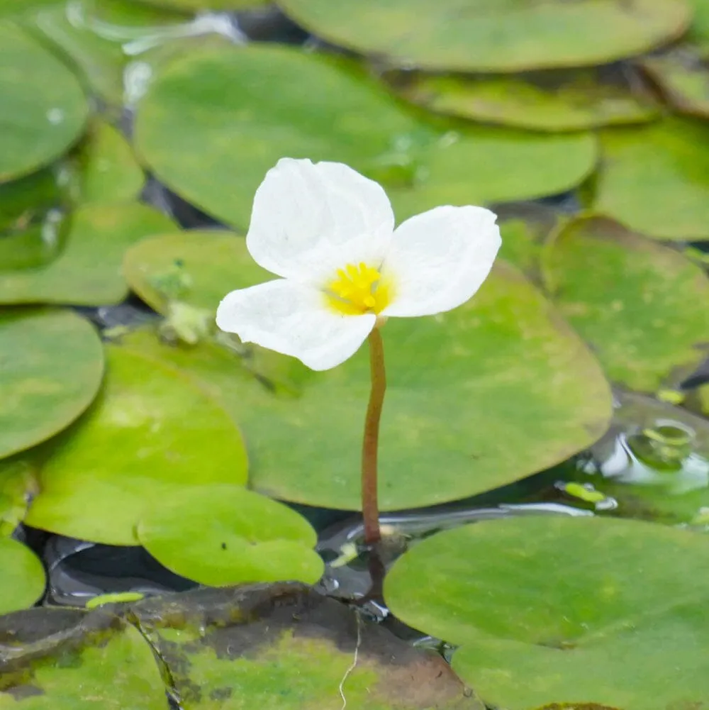 Hydrocharis Morsus Ranae Aquatic Pond Plant - Frogbit