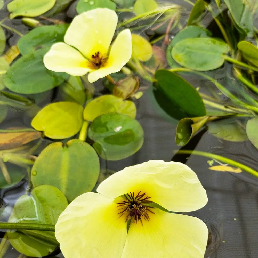 Hydrocleys Nymphoides Aquatic Pond Plant - Water Poppy