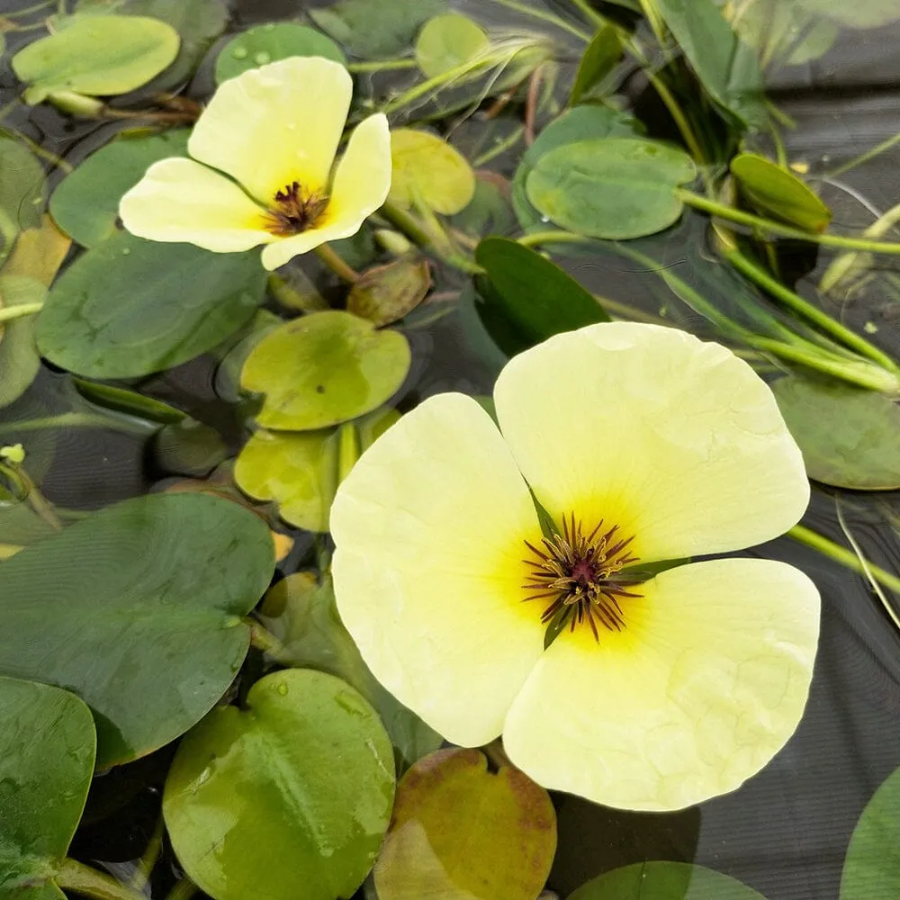 Hydrocleys Nymphoides Aquatic Pond Plant - Water Poppy