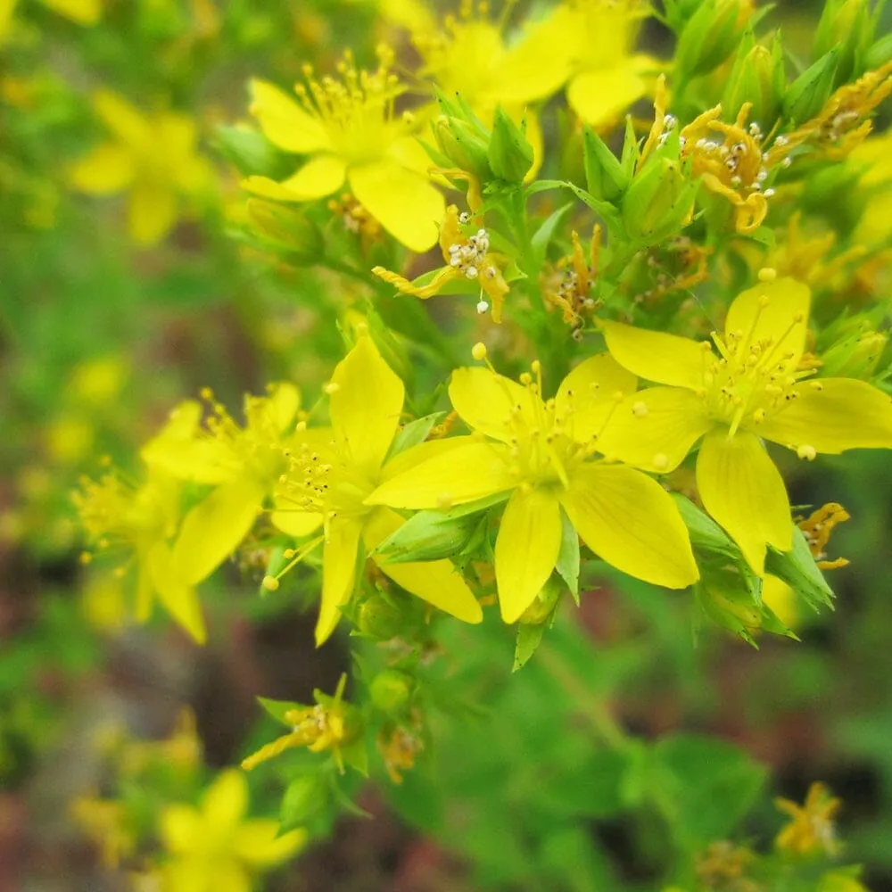 Hypericum Tetrapterum Aquatic Pond Plant - Square Stalked St John's Wort