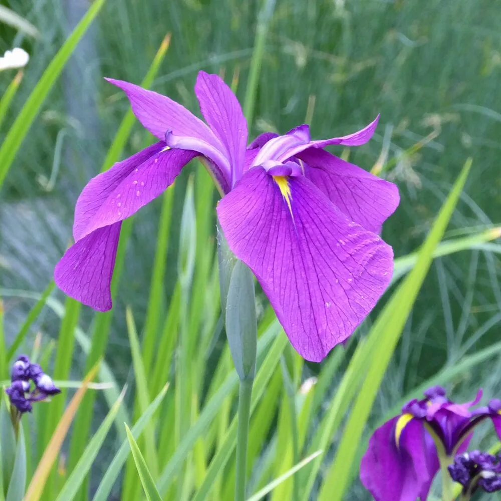 Iris Ensata Aquatic Pond Plant - Japanese Iris