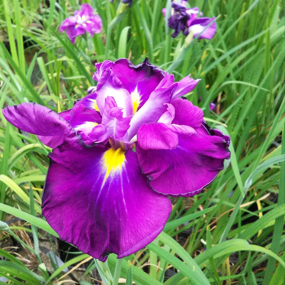 Iris Ensata Eileen's Dream Aquatic Pond Plant - Japanese Iris