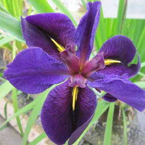 Iris Louisiana Black Gamecock Aquatic Pond Plant