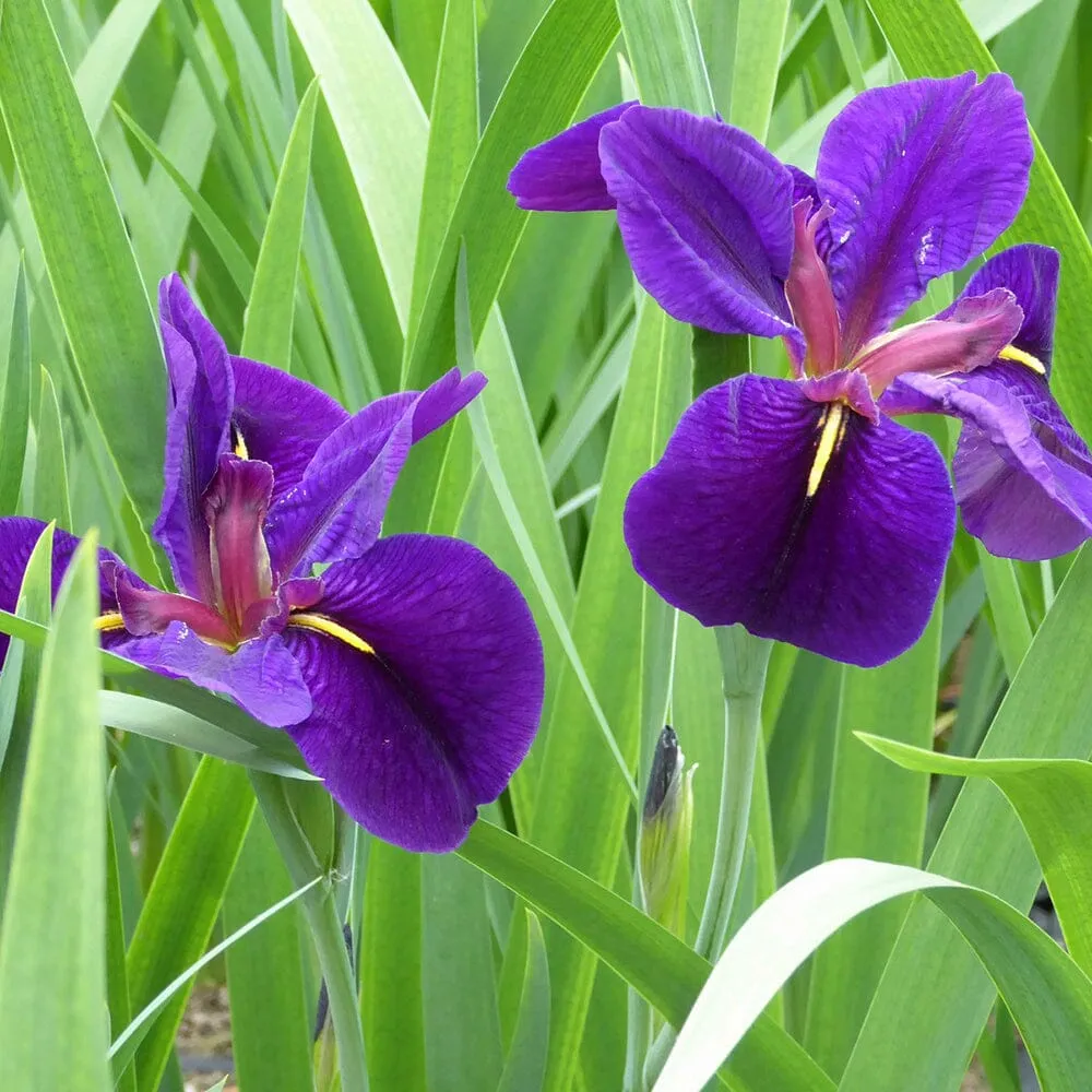 Iris Louisiana Black Gamecock Aquatic Pond Plant