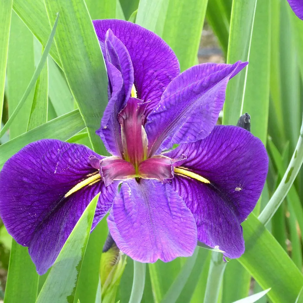 Iris Louisiana Black Gamecock Aquatic Pond Plant