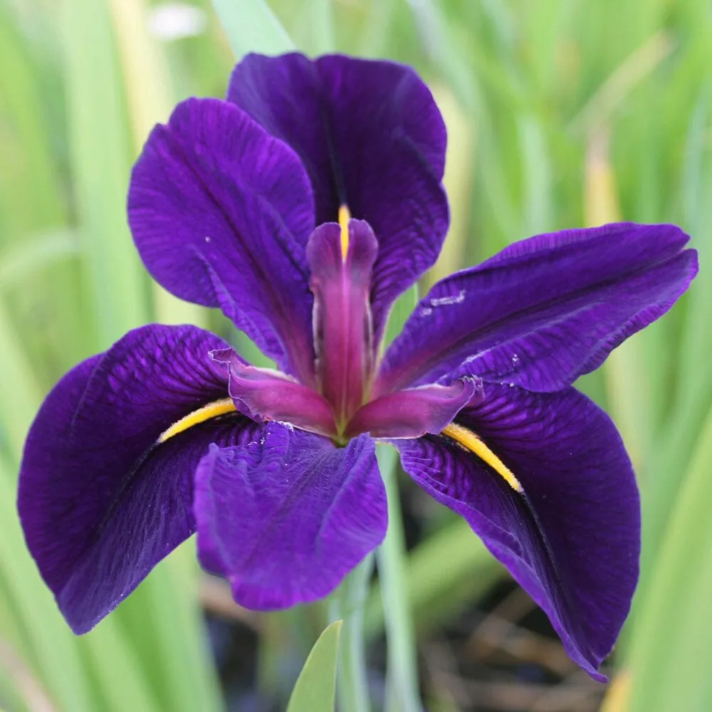 Iris Louisiana Black Gamecock Aquatic Pond Plant