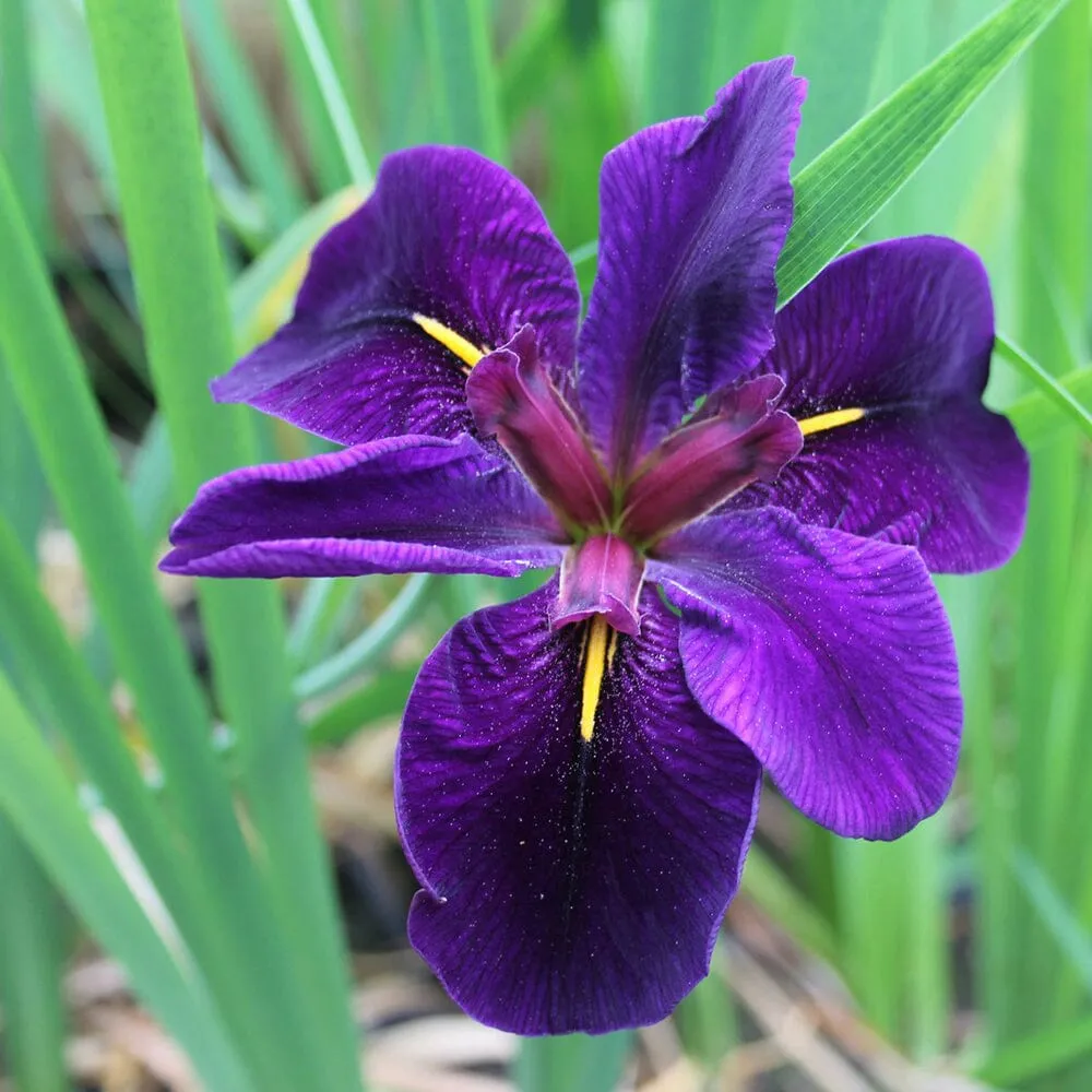 Iris Louisiana Black Gamecock Aquatic Pond Plant