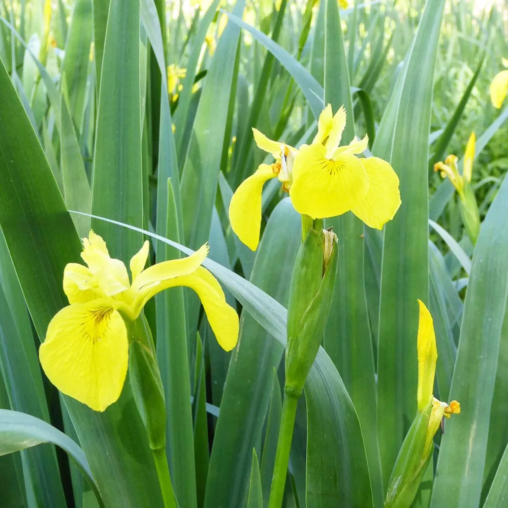 Iris Pseudacorus Aquatic Pond Plant - Yellow Flag Iris