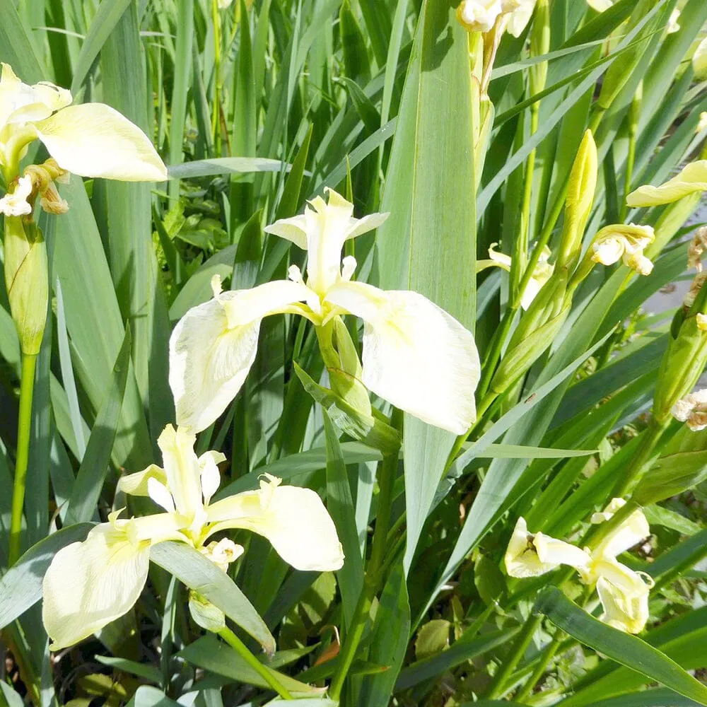 Iris Pseudacorus Bastardii Aquatic Pond Plant - Yellow Flag Iris