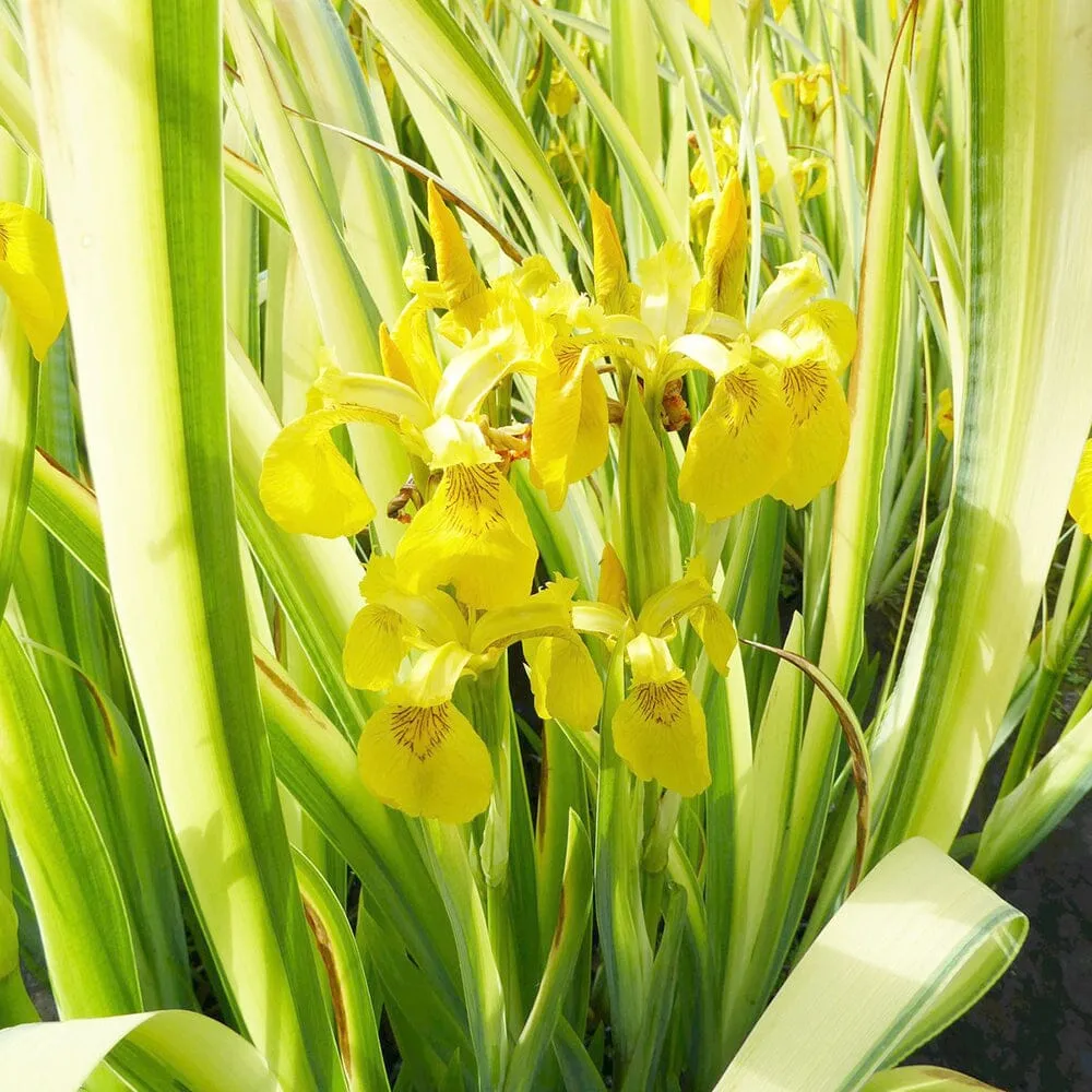 Iris Pseudacorus Variegata Aquatic Pond Plant - Yellow Flag Iris