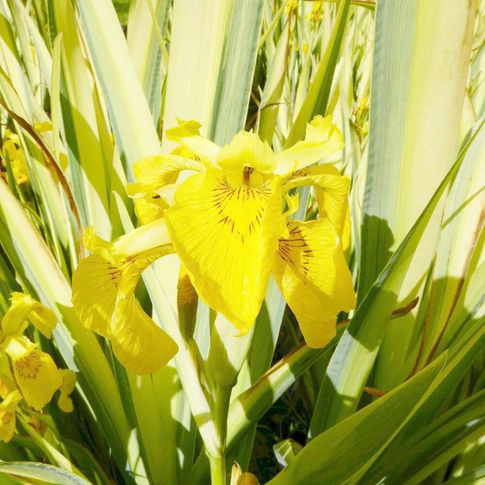 Iris Pseudacorus Variegata Aquatic Pond Plant - Yellow Flag Iris