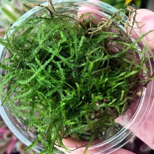 Java Moss (Vesicularia dubyana)