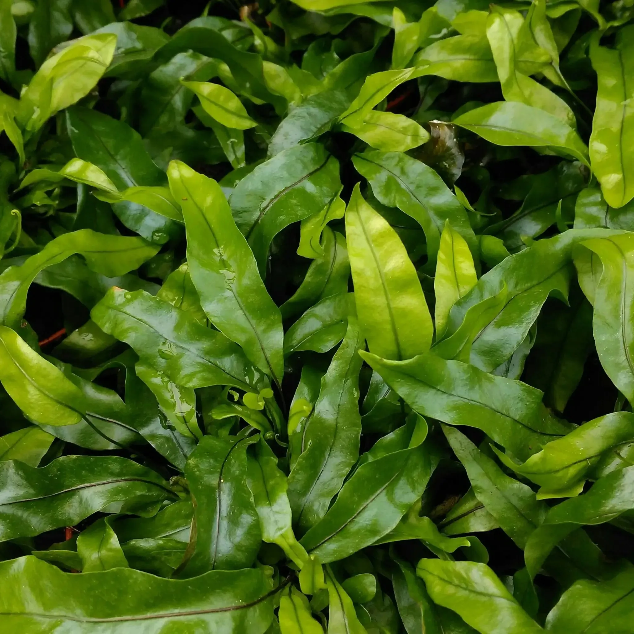 Kangaroo Fern (Microsorum diversifolium)