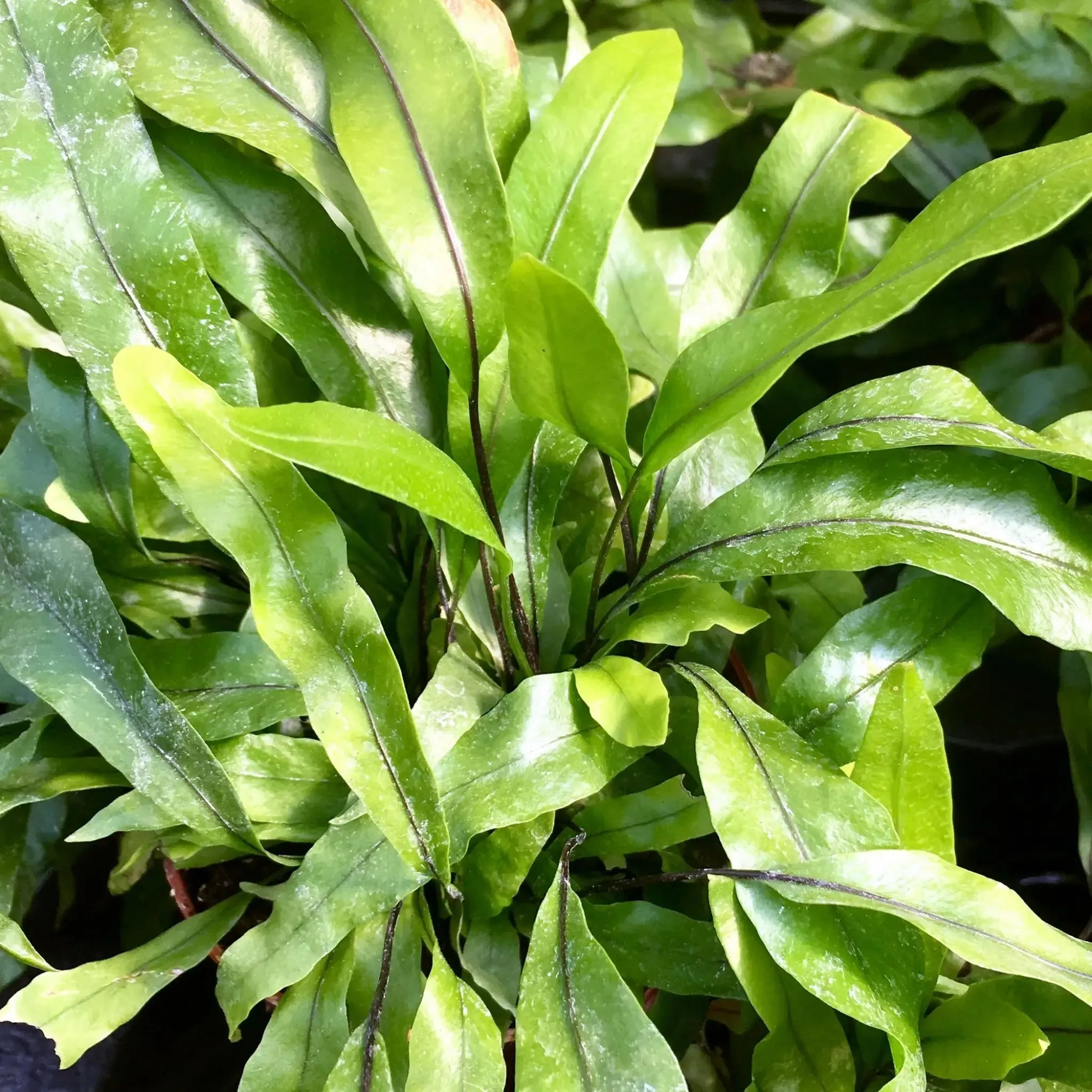 Kangaroo Fern (Microsorum diversifolium)