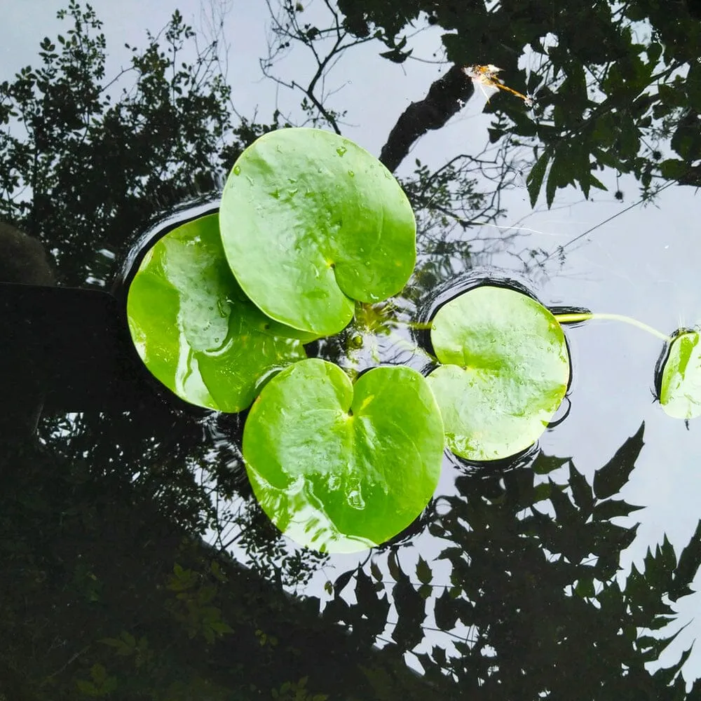 Limnobium Laevigatum Aquatic Pond Plant - Amazon Frogbit