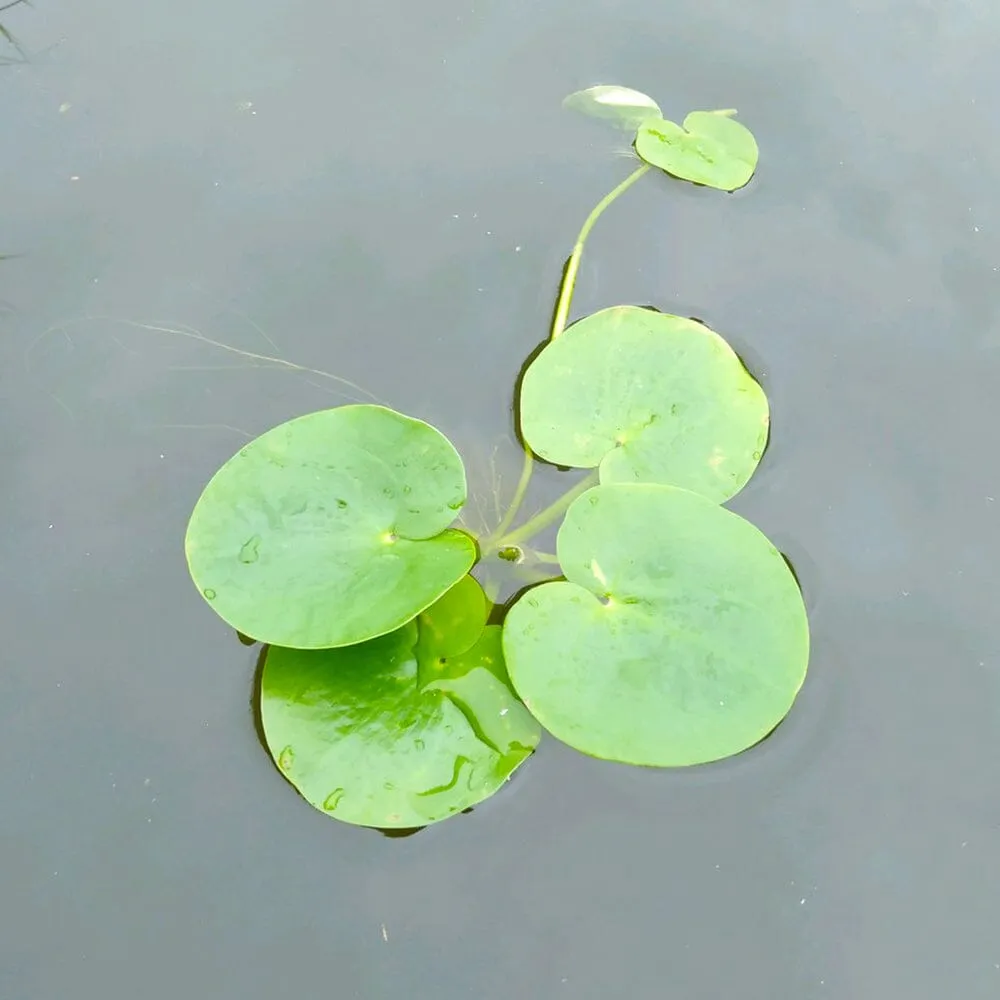 Limnobium Laevigatum Aquatic Pond Plant - Amazon Frogbit