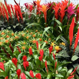 Live Plant Bromeliad Collection - 20 Assorted Plants