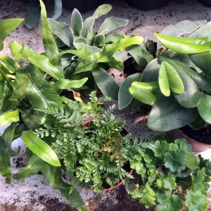 Live Plant Fern Collection - 6 Assorted Plants