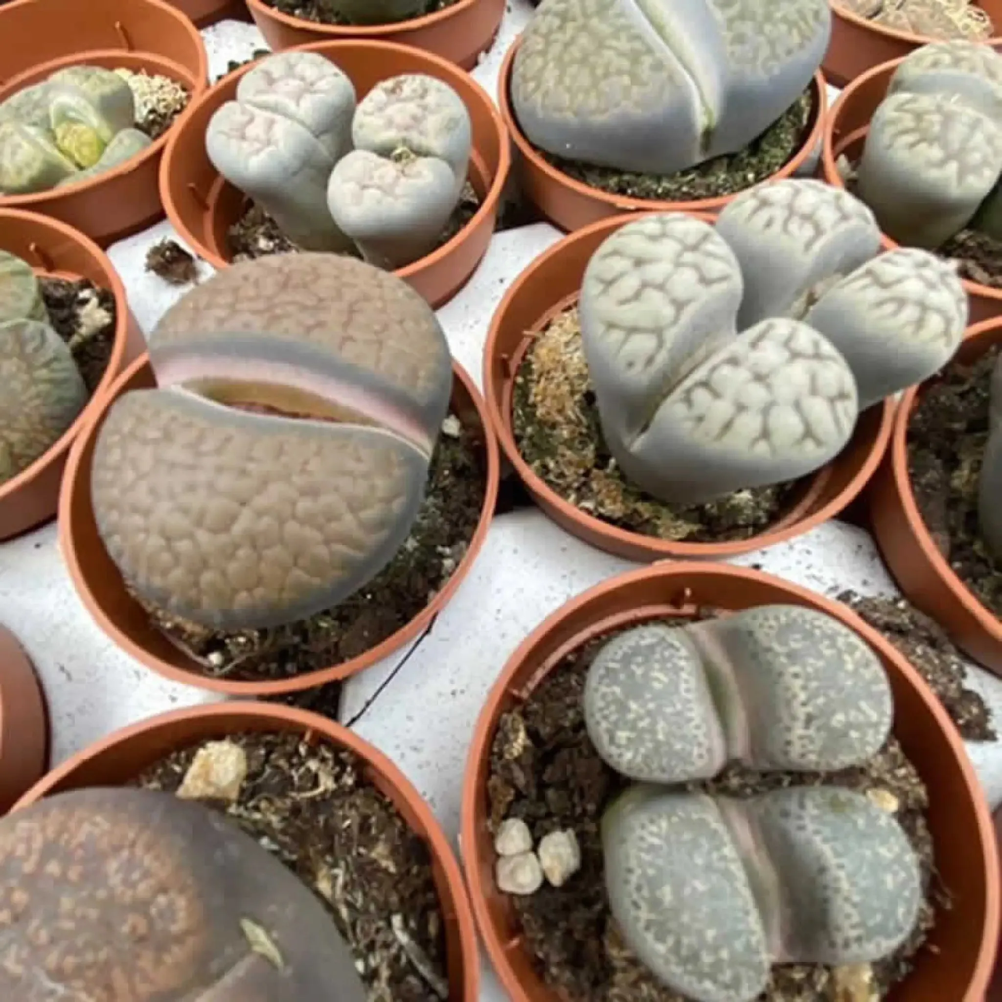 Living Stones (Lithops sp.)