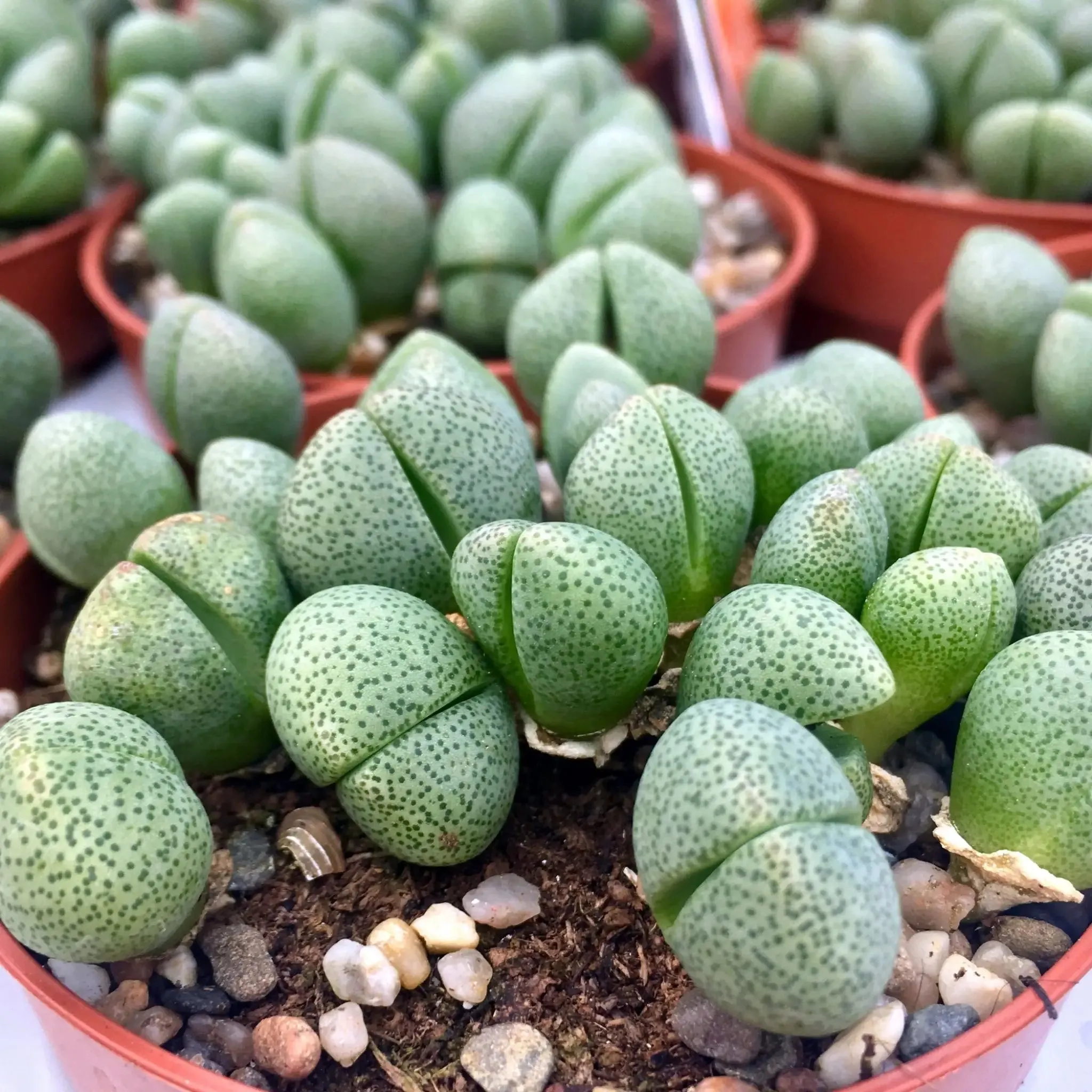 Living Stones (Lithops sp.)