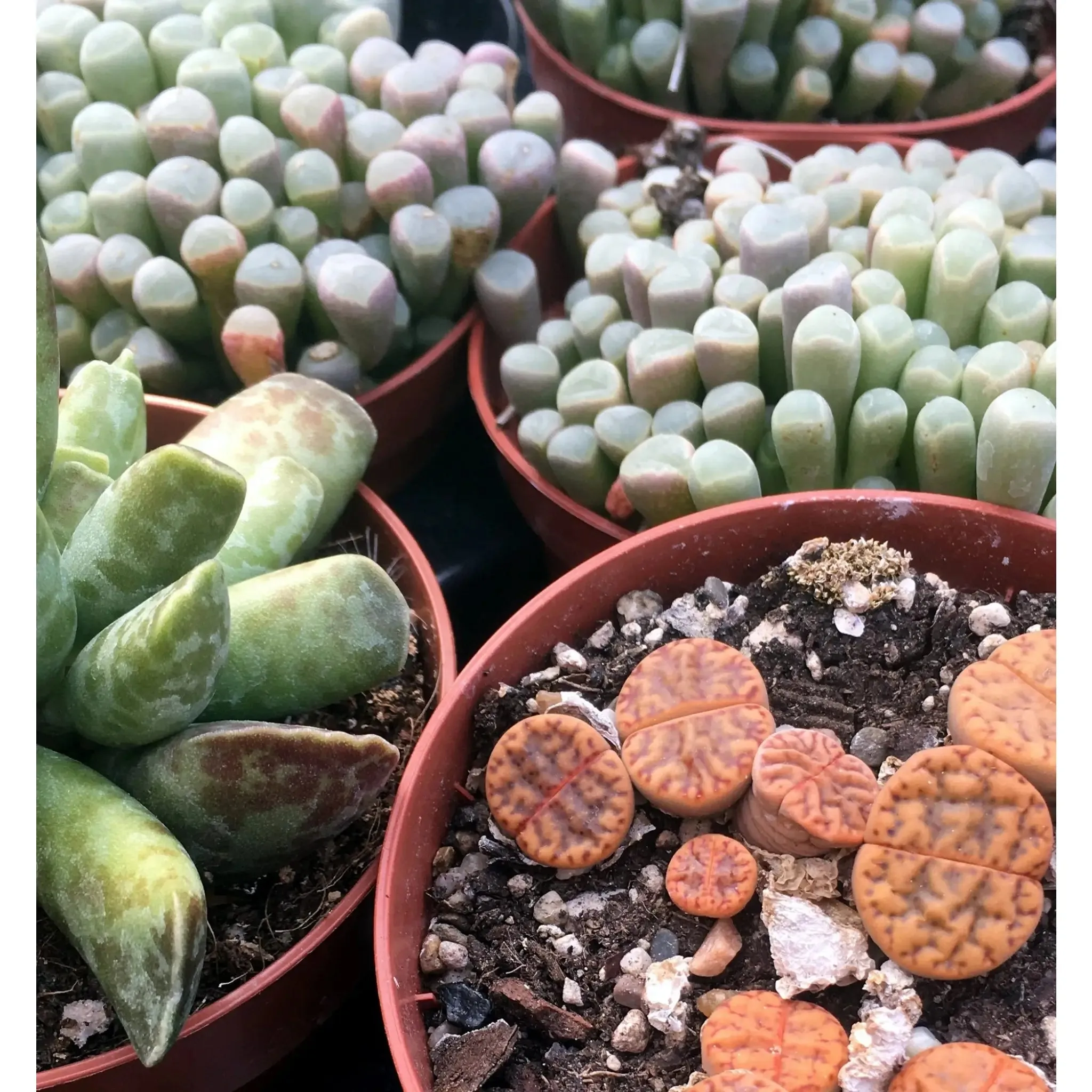 Living Stones (Lithops sp.)