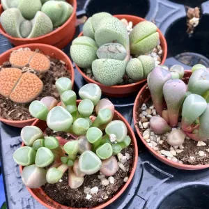 Living Stones (Lithops sp.)