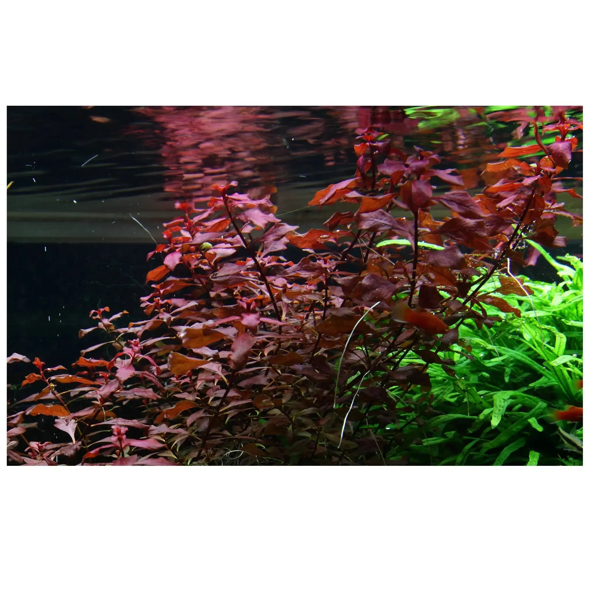 Ludwigia palustris Super Red