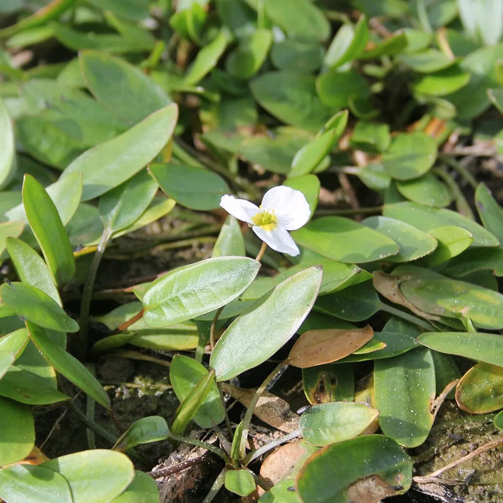 Luronium Natans Aquatic Pond Plant