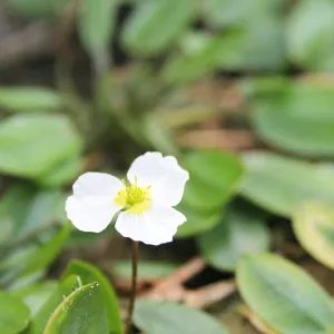 Luronium Natans Aquatic Pond Plant