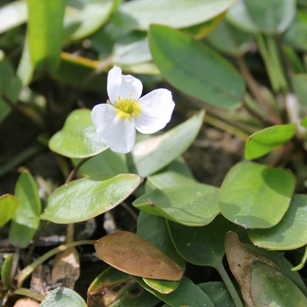 Luronium Natans Aquatic Pond Plant