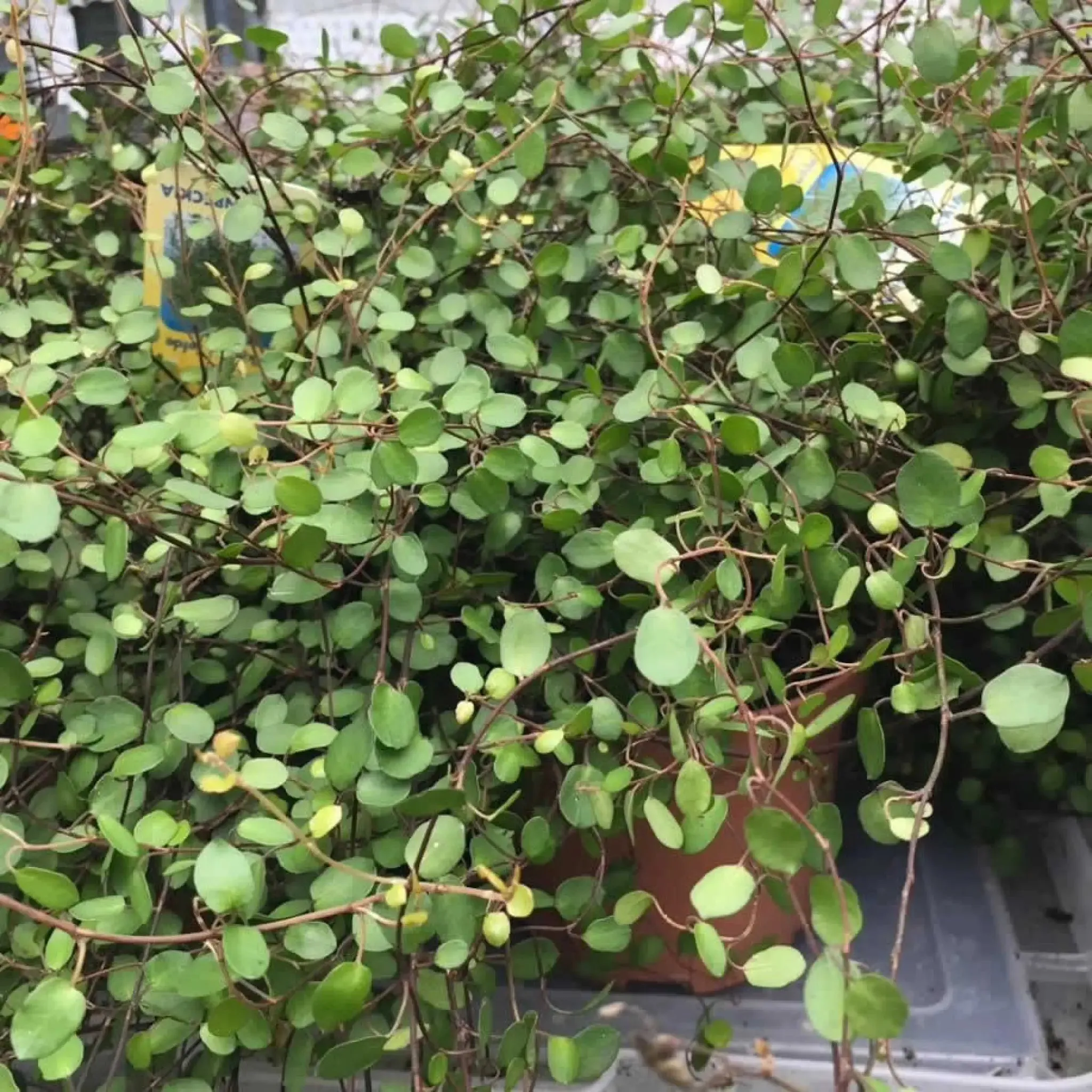 Maidenhair Vine (Muehlenbeckia complexa)