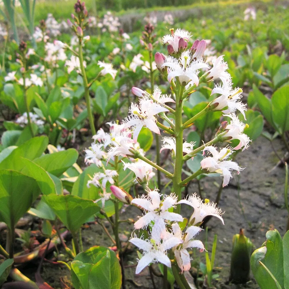 Menyanthes Trifoliata Aquatic Pond Plant - Bog Bean