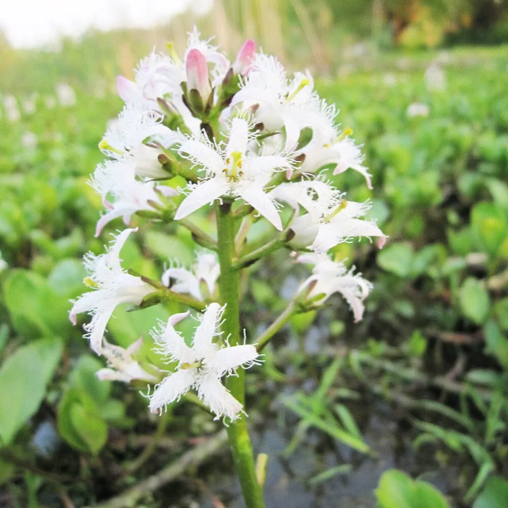 Menyanthes Trifoliata Aquatic Pond Plant - Bog Bean