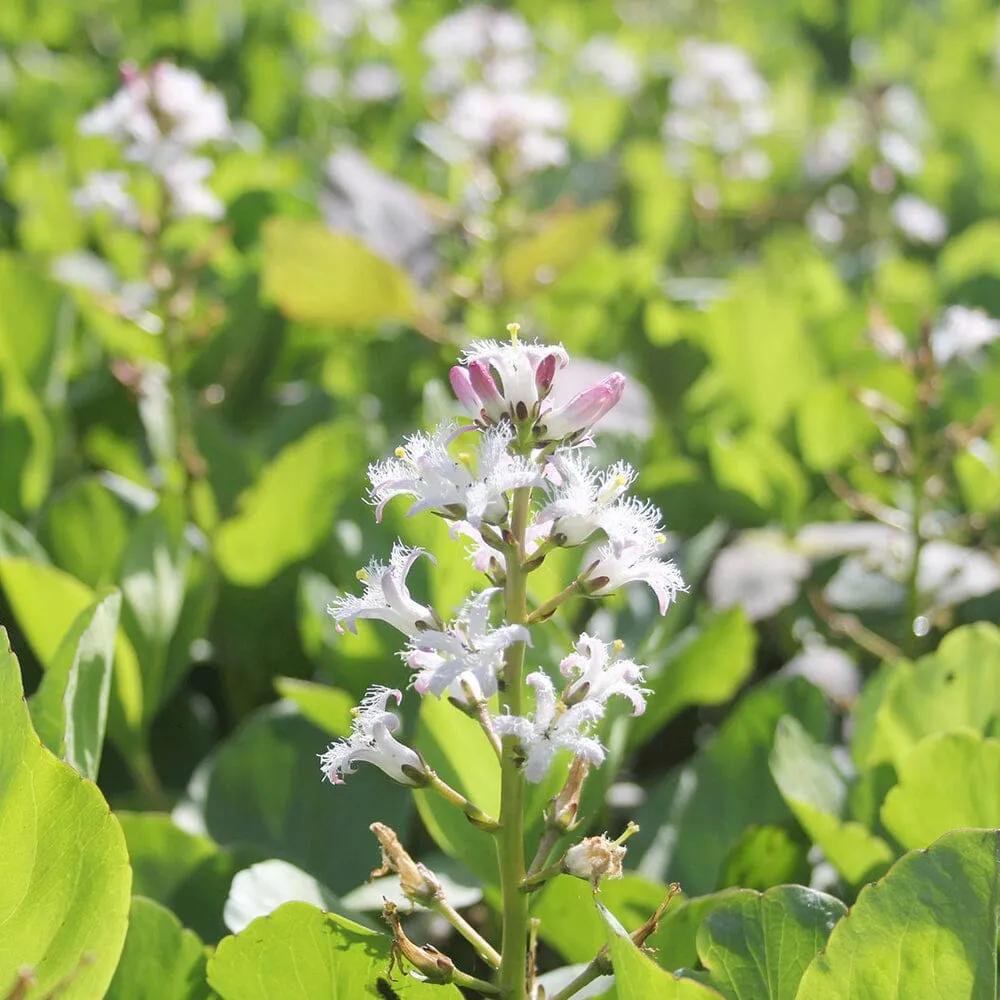 Menyanthes Trifoliata Aquatic Pond Plant - Bog Bean