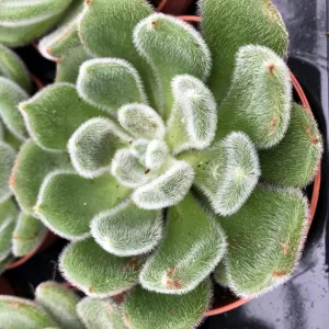 Mexican Fire Cracker (Echeveria setosa)