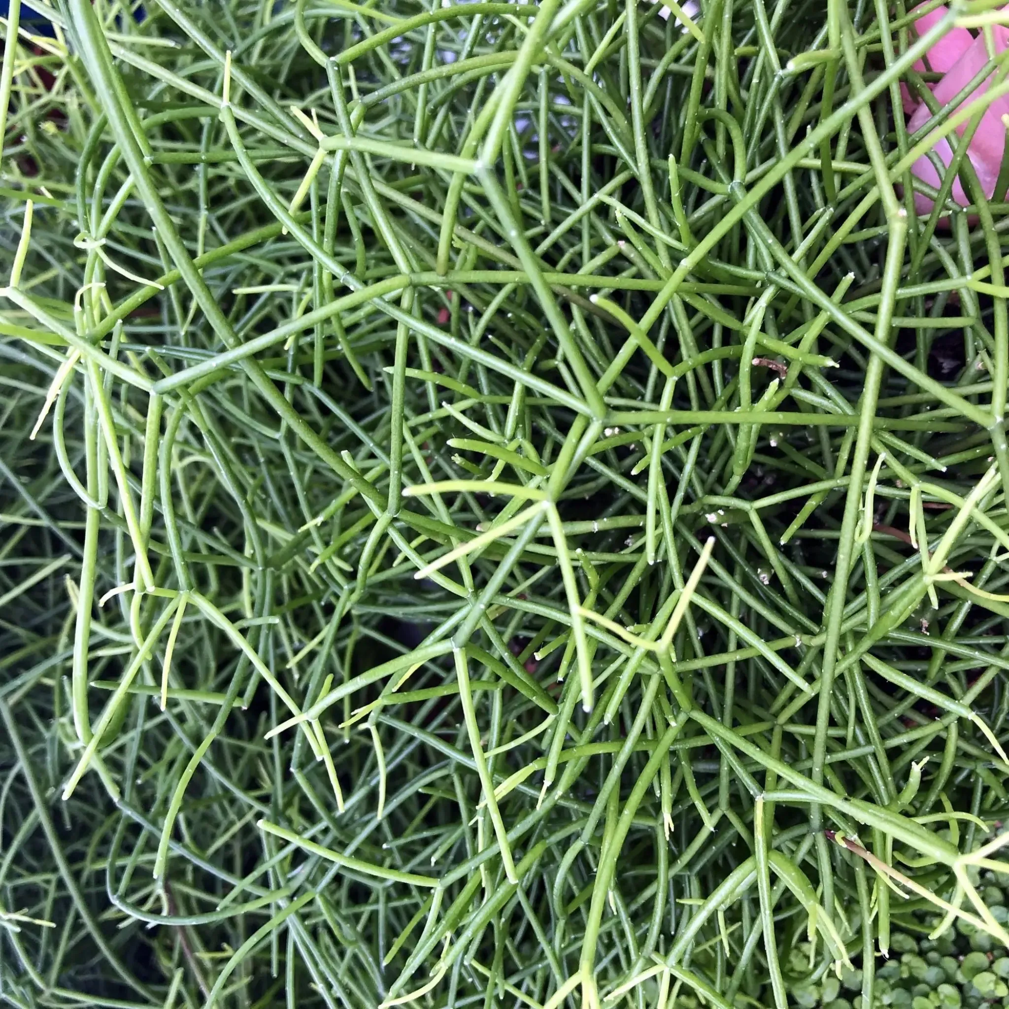 Mistletoe Cactus (Rhipsalis cassuta)