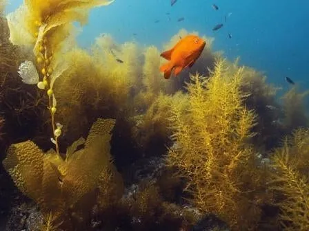 PADI Underwater Naturalist Course