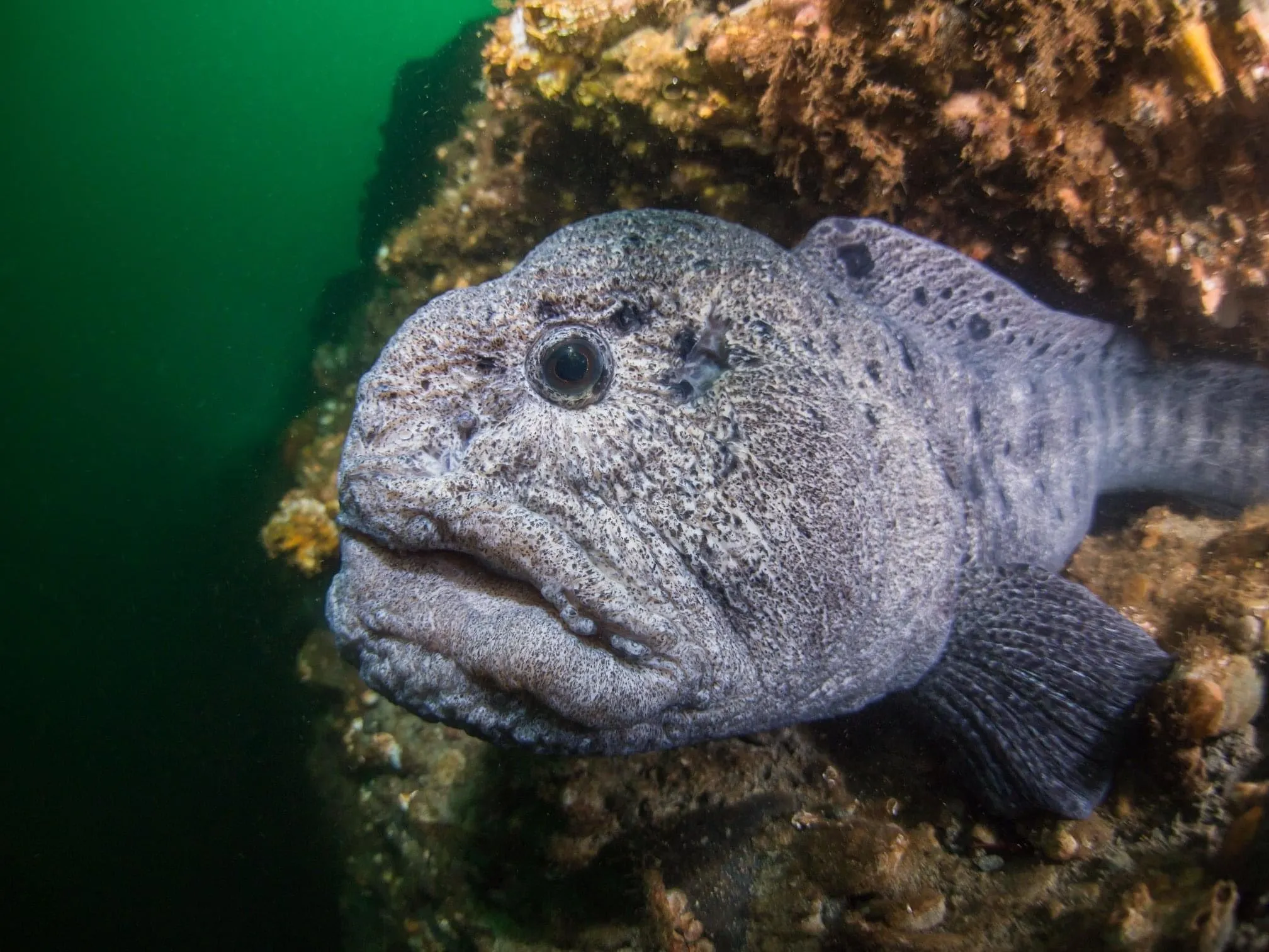 PADI Underwater Naturalist