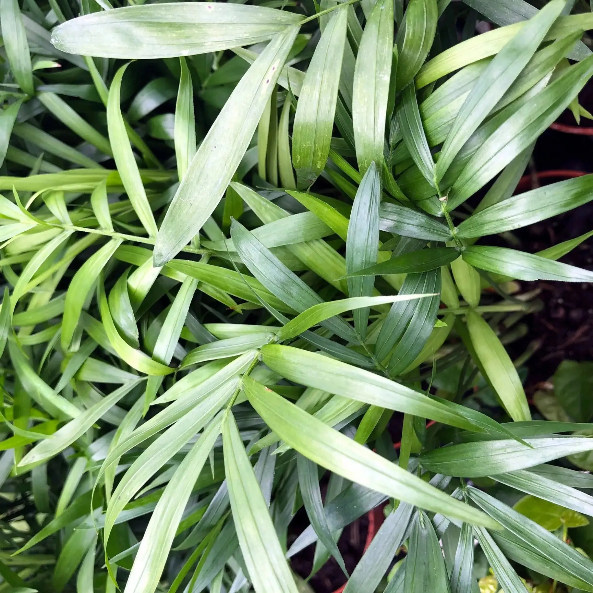 Parlour Palm (Chamaedorea elegans)