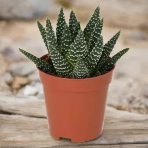 Pearl Plant (Haworthia margaritifera)