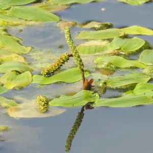 Potamogeton Natans Aquatic Pond Plant - Broad Leaved Pondweed