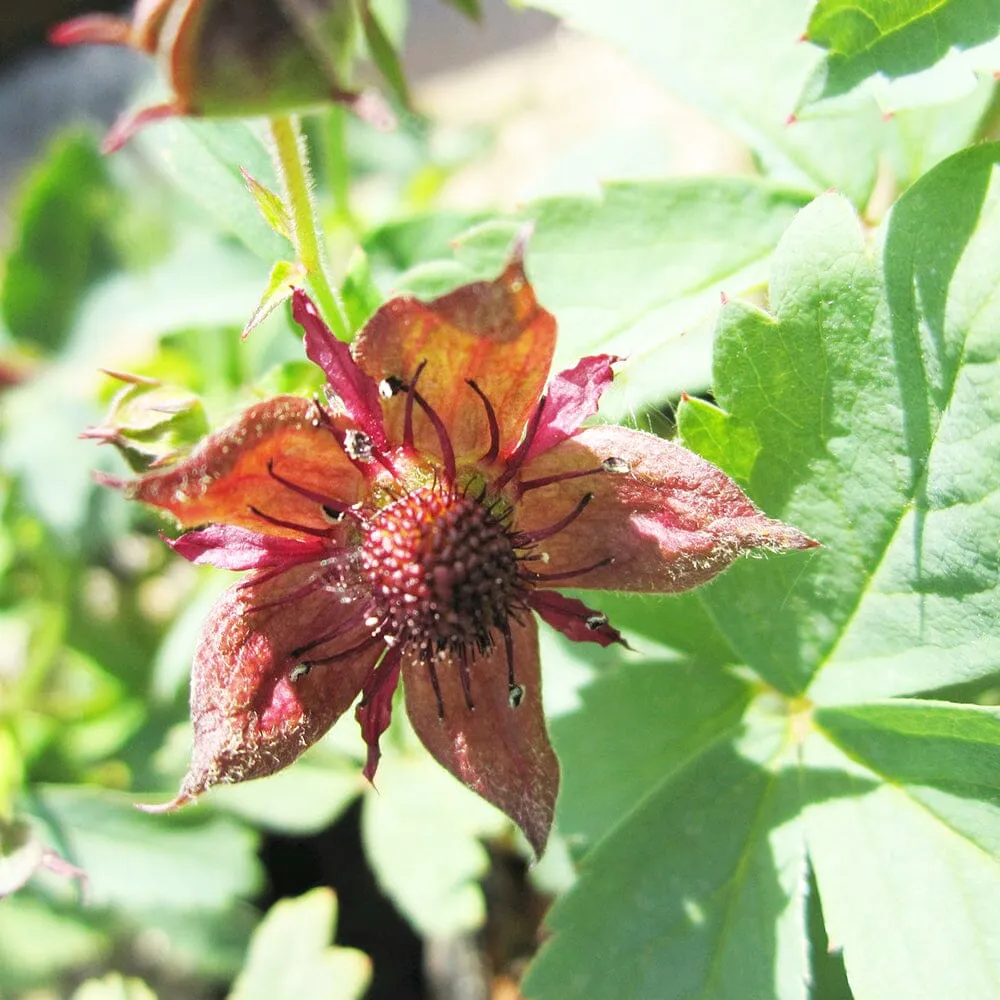 Potentilla Palustris Aquatic Pond Plant