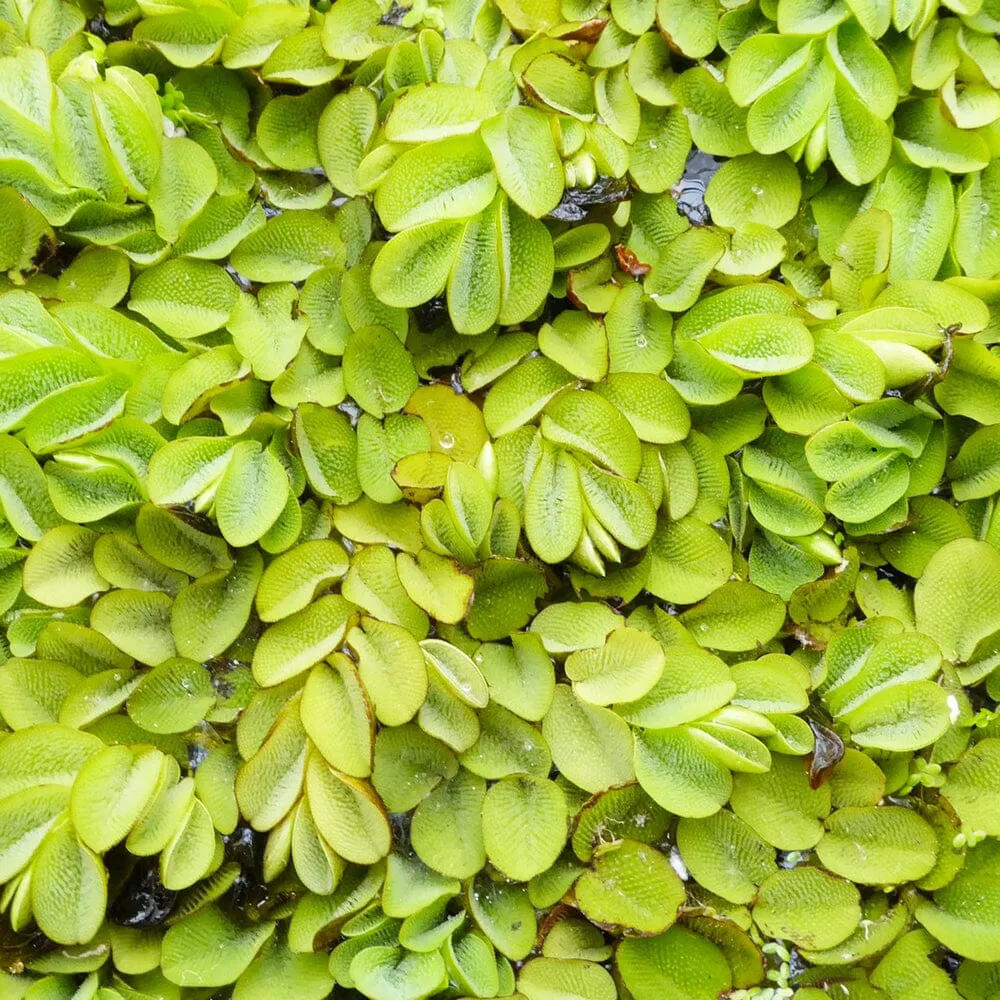 Salvinia Natans Aquatic Pond Plant - Floating Watermoss