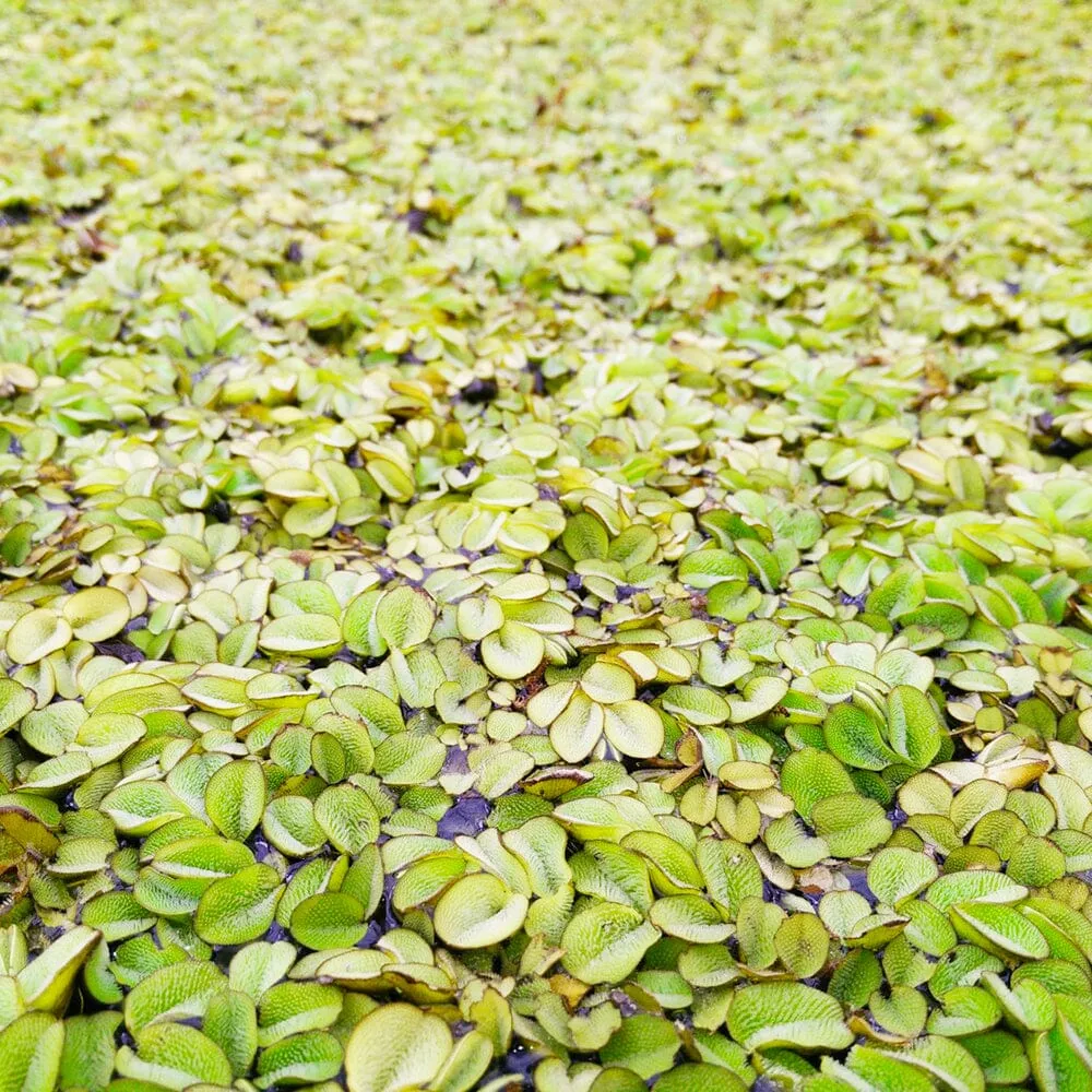 Salvinia Natans Aquatic Pond Plant - Floating Watermoss